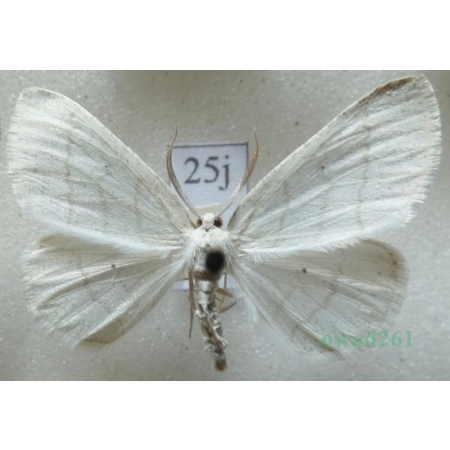 Cabera pusaria (Linnaeus, 1758) Ciemnokres wierzbowiec Czech25j